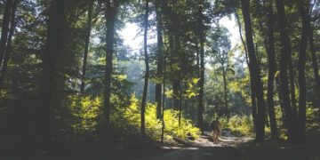 New Study Shows Walking in Nature Reduces Stress