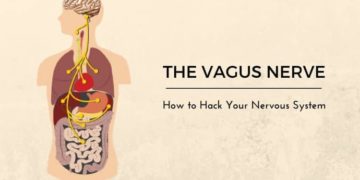 The Special Nerve that Connects all of Your Vital Organs and Why It’s So Important