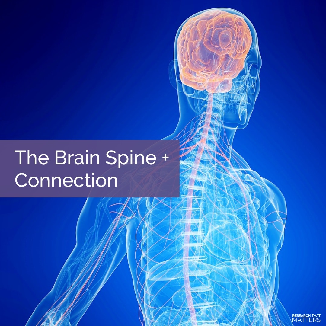 how brain and spine are connected