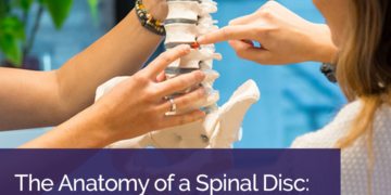 The Anatomy of a Spinal Disc: What Does it Look Like?